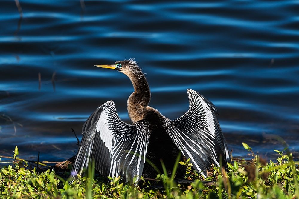A male Anhinga-drying with wings open-mating season-the eye is ringed green/blue